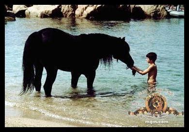 While traveling with his father, young alec becomes fascinated by a mysterious arabian stallion that is brought on board and stabled in the ship he is sailing on. O Corcel Negro - The Black Stallion | ScreenShots Movies