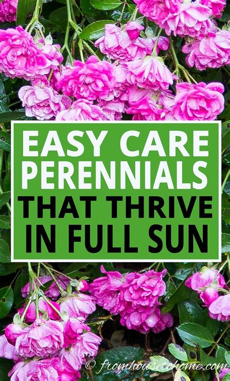 But unrelenting full sun can be a problem for certain plants, causing them to wilt and struggle. Full Sun Perennials: 10 Beautiful Low Maintenance Plants ...