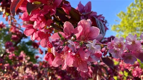 Apple Tree Pink Flowers Tree Branch Spring Plant Blue Sky And Green