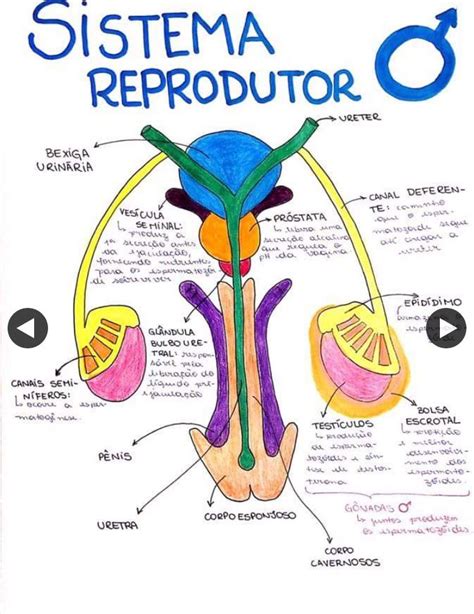 Resumo Sistema Reprodutor Feminino Medical Medical Anatomy Images