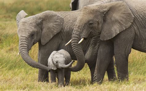 Free Download Baby Elephants Playing Wallpapers 44 Free Baby Elephants
