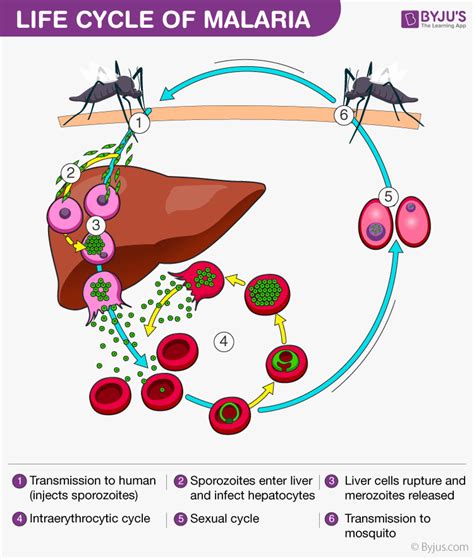 Drug resistance is an increasing problem and differs with. Malaria - Causes, Symptoms, Prevention and Life Cycle of ...