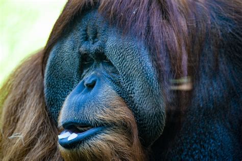 Orangutan In Blue Free Stock Photo Public Domain Pictures