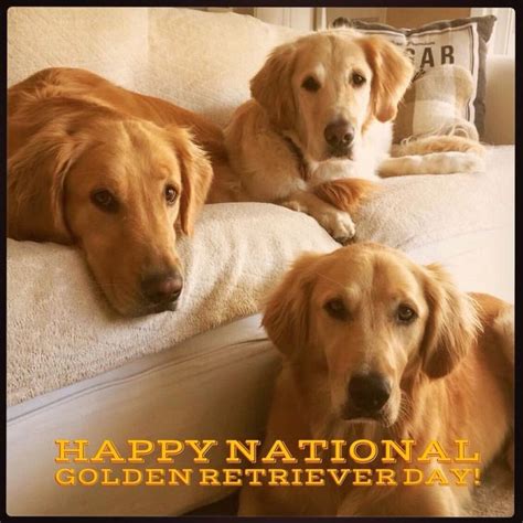 Happy National Golden Retriever Day Golden Retriever Girl Golden