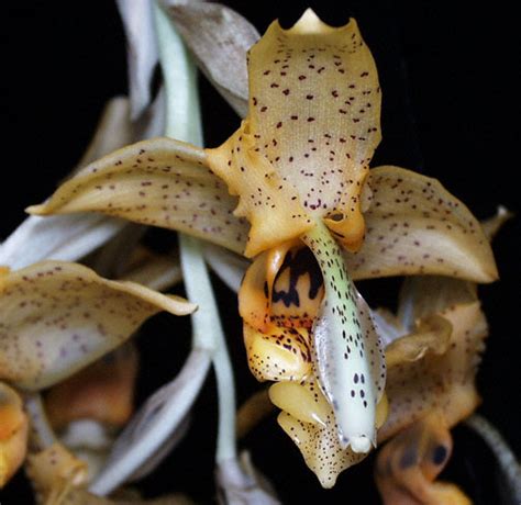 Maybe you would like to learn more about one of these? Stanhopea florida Rchb. f. 1879