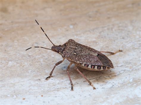 Because many members of the squash bugs and leaffooted bugs (family coreidae) really do look like the shield bugs, we have placed them on this page, for. A parasitic illness from 'kissing bugs' that bite your ...