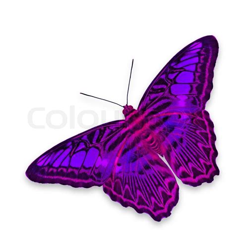 Purple Butterfly Isolated On White Stock Image Colourbox