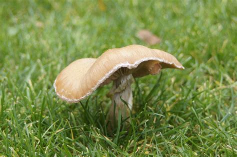 Meist geschieht dies im rahmen der konventionellen landwirtschaft, die heute kaum mehr geeigneten lebensraum für unsere gefährdeten agrarvogelarten bietet. Bestimmungshilfe für Pilze im Garten - Pilzbestimmung ...