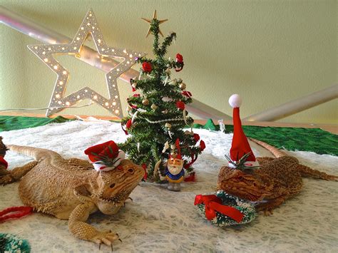 They will have a purpose. Christmas Lizards! - Marty Magic BlogMarty Magic Blog