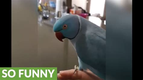Clever Parrot Knows How To Give Kisses Youtube