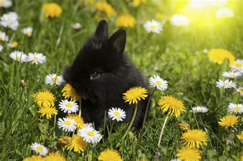 Where do the strong winds suddenly go? What Flowers to Plant That Rabbits Won't Eat (with ...