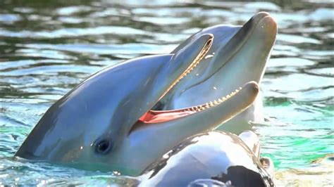 Dolphin Cove Seaworld Orlando Youtube