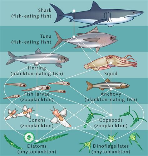 Ocean food web | Ocean food web, Food web, Shark fishing