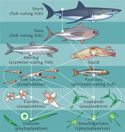 Ocean Food Web Ocean Food Web Food Web Shark Fishing