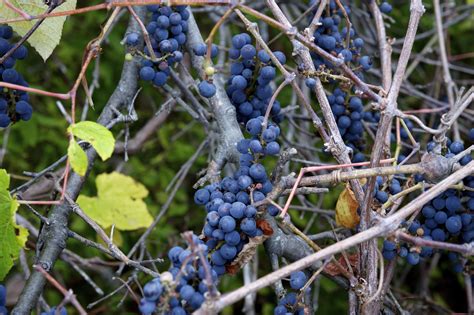 It is pest and disease resistant, needing little more than a tree or trellis to climb. Gardening 101: Wild Grape Vine - Gardenista