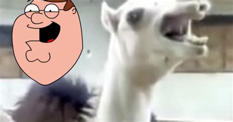 When the camel is tickled he sounds like peter griffin's laugh from family guy. Camel laughs like Peter Griffin from Family Guy: Watch the ...