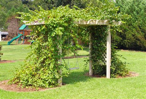 And santa barbara home design. Trellis and Grape Arbor - by GnarlyErik @ LumberJocks.com ...