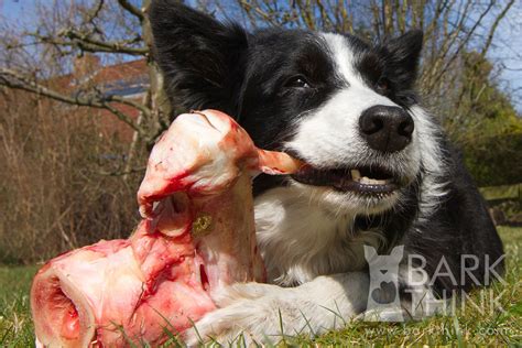 They also claim that commercial pet foods are harmful to pet's health. Dental Health for Dogs: Guide to Cleaning Your Dog's Teeth ...