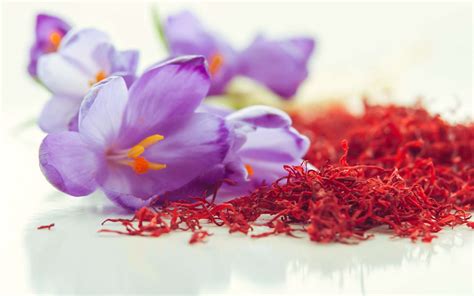 Safranı toz halinde yemeklerde kullanabilirsiniz ama çay olarak tüketmeniz de mümkündür. Définition | Crocus à safran - Crocus sativus | Futura Planète