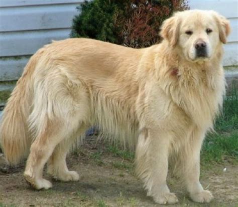 Golden Retriever Giống Chó Quý Tộc Tìm Hiểu Về Chó Golden Retriever