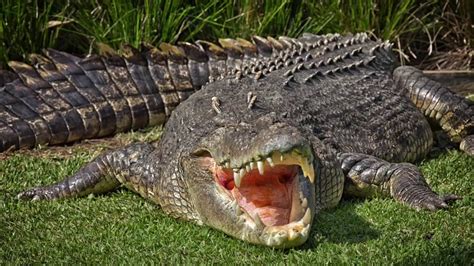 Das größte Krokodil der Erde! - YouTube