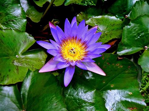 Magical Lotus Flower Photograph By Joe Wyman Fine Art America