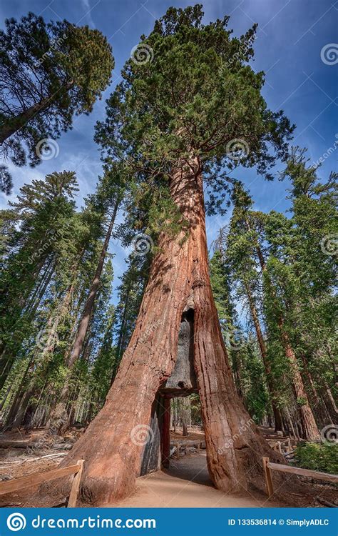It was a clear, sunny day with plenty of fall colors and just enough clouds to make for interesting photos. Giant Sequoia Near Yosemite National Park In California ...