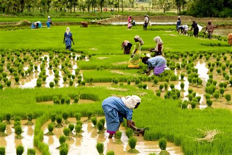 We, at raj exim, value our clients and endeavor to not only foresee their demands but also provide world class services along with products. Rice Harvest in Alleppey Kerala - Best Resort in Kerala