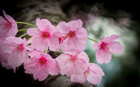 Japanese Spring Flowers Pink Striped Blossoms In A Park
