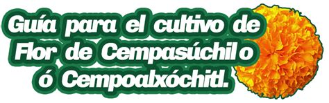 Guia: Cultivo de Cempazuchitl : .: Hydro Environment .: Hidroponia en ...