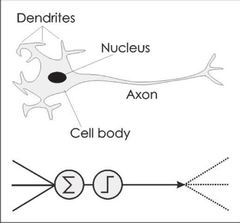 Structure Of Biological Neuron And Simple Model Of An Artificial Neuron