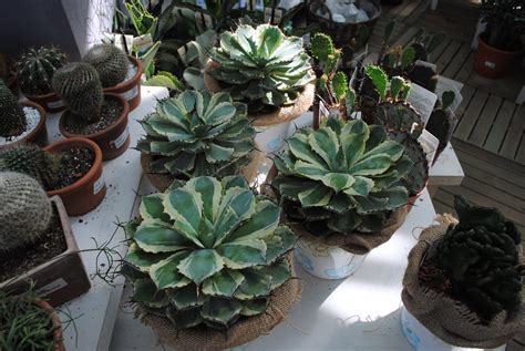 Vasi e fioriere da interno in rattan o giunco sono ideali per. Piante da interno | Garden Center Quadrifoglio - Vivaio Torino