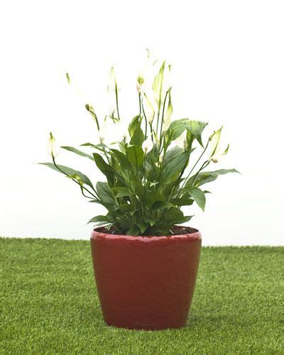 Peace Lily In A 21cm Quadro Or Classico Self Watering Container For