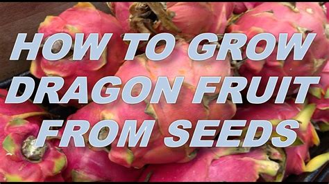 Dragon Fruit Growing From Seeds Youtube