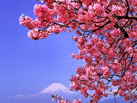 70+ Ide Sketsa Pemandangan Bunga Sakura, Gambar Pemandangan