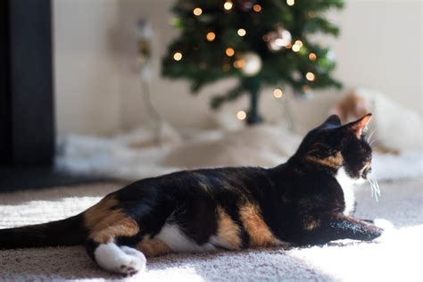 I love both my cats dearly, but i love my tree, too. How To Keep Your Cats Away From Your Christmas Tree ...
