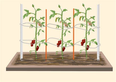 Innovative Home Gardening Ideas Tomato Stake