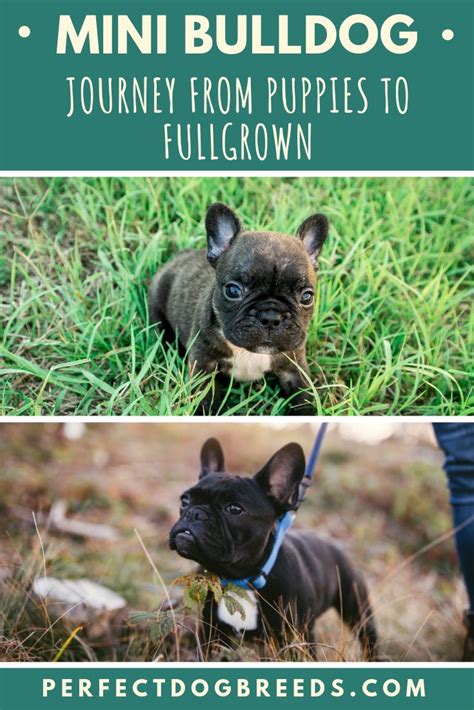 Journey From Miniature Bulldog Puppies To Full Grown Adults Bulldog