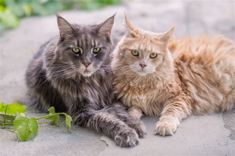 Fans of the maine coon breed will tell you their cats are the most regal, majestic, domestic cats on the planet. Maine Coon - Katzenrassen | zooplus.ch