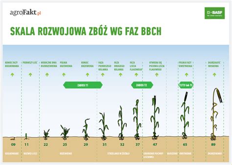 Knoten dicht über der bodenoberfläche. Fungicydy na zboża - Maszyny Rolnicze