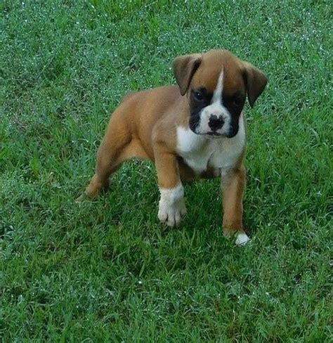 This sweet akc boxer puppy is looking for a loving furever family!! Boxer Puppies For Sale | Richmond, VA #265214 | Petzlover