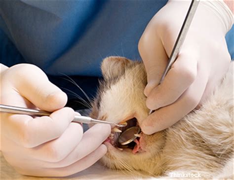 Feline tooth resorption was documented as early as the 1920's, but it has increased significantly in domestic cats since the 1960's. Feline Tooth Resorption