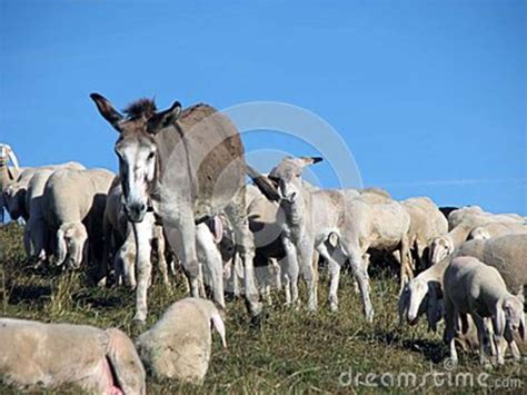 Donkey With Flock Of Sheep Grazing Stock Image Image Of Conceptual