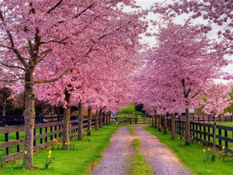 10 Top Free Spring Wallpaper And Screensavers Full Hd 1920×1080 For Pc