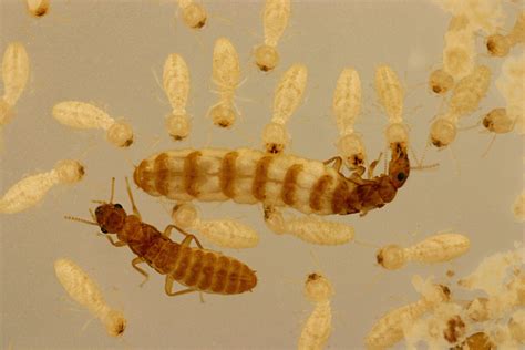 Termite Queen Entomology Today