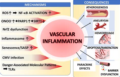 Mechanisms Of Vascular Aging Circulation Research