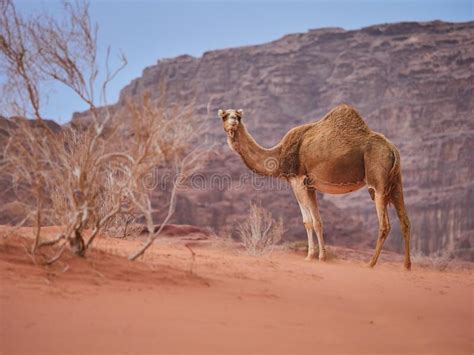 It is able to survive in hot dry desert due to anatomical structure. Camel In The Desert Wadi Rum Desert In Jordan, One Hump ...