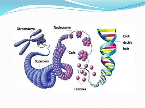 Supercoiling Of DNA PPT