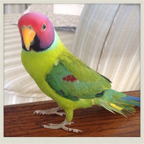 Plum Headed Parakeet For Sale Plum Head Parrot For Sale