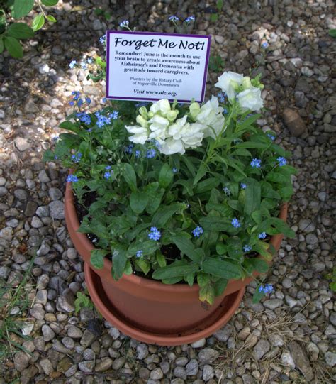 The reason that the pioneers chose the forget me not is not clear. Forget-me-not flowers serve to raise awareness about ...